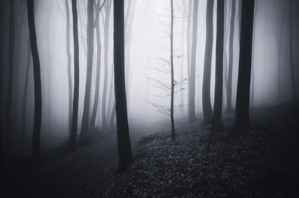 Trees in dark fantasy forest with fog - Photo, Image