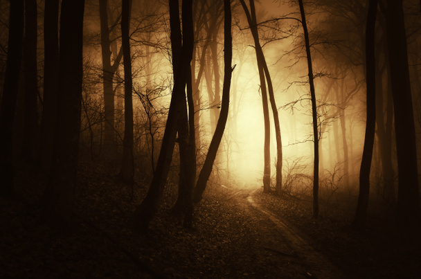 luz dorada en bosque oscuro
 - Foto, imagen
