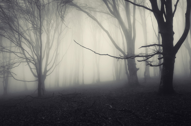 απόκοσμο σκοτεινό δάσος με δέντρα - Φωτογραφία, εικόνα