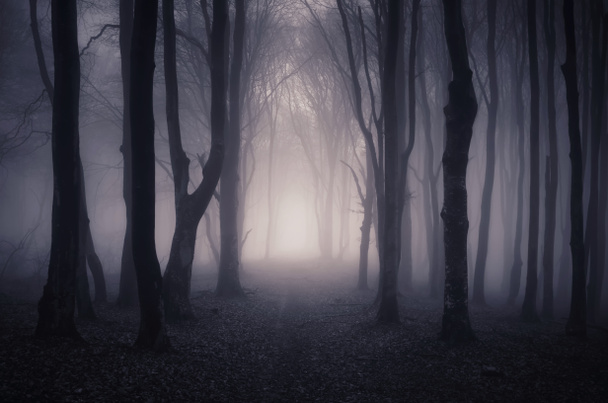 forêt sombre effrayante avec des arbres
 - Photo, image