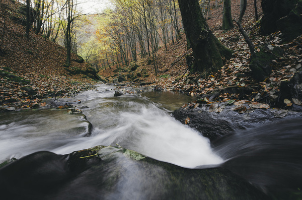 Река в осеннем лесу - Фото, изображение