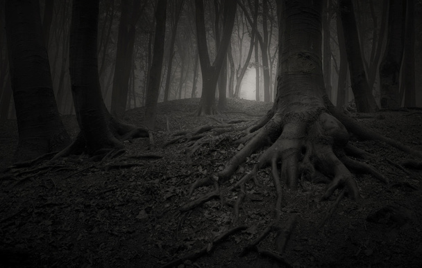 темна туманність пухнастий ліс
 - Фото, зображення