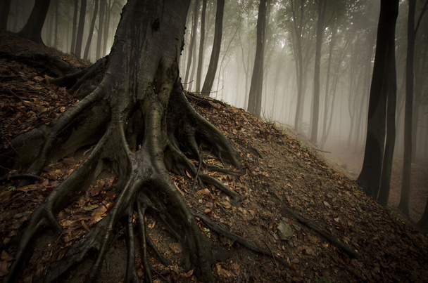donker mistige spooky bos - Foto, afbeelding