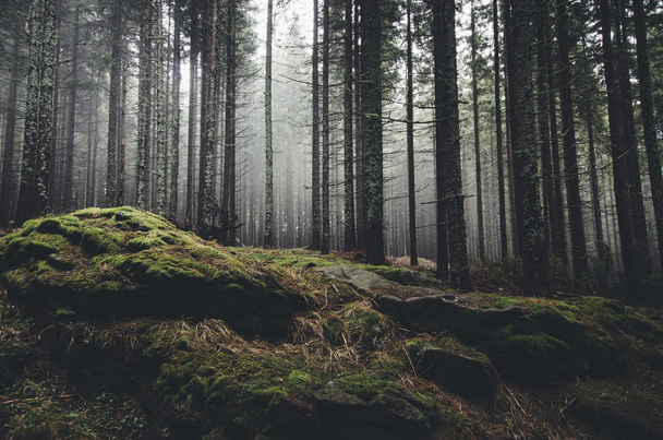karanlık sisli korkunç orman - Fotoğraf, Görsel