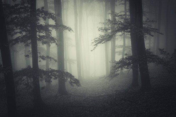 Sisli orman manzarası - Fotoğraf, Görsel