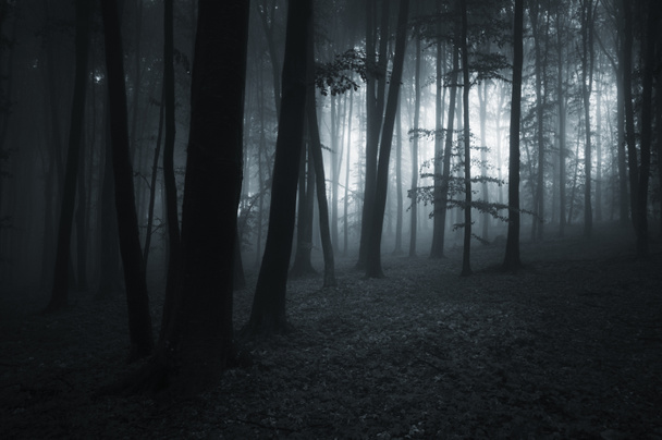 griezelig donker bos - Foto, afbeelding