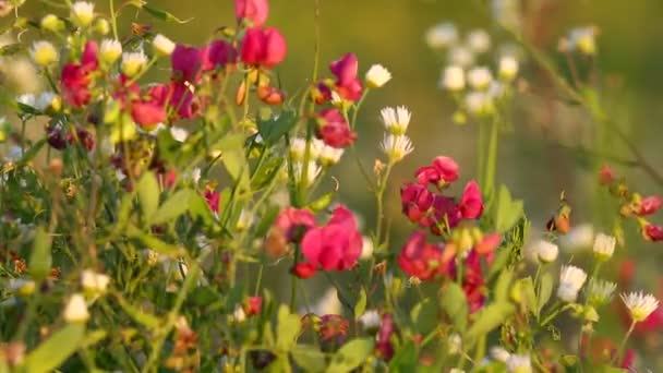 Sonnenblumen und schöne Natur der Ukraine - Filmmaterial, Video