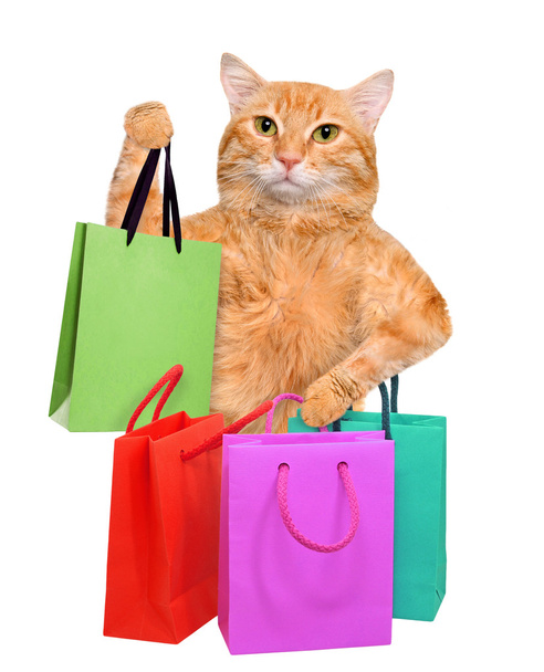 Cat with shopping bags . - Фото, зображення