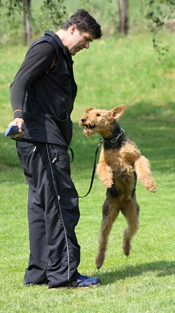 El hombre está entrenando a un perro
 - Foto, Imagen