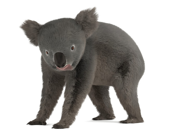 Koala-karhu
 - Valokuva, kuva