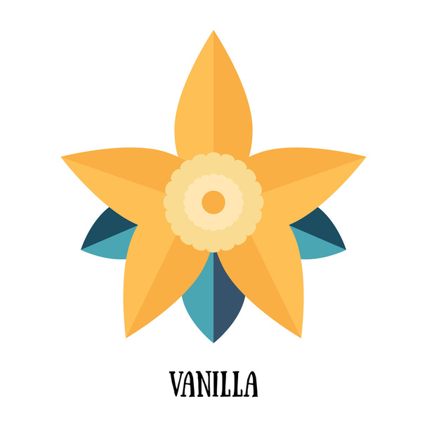 Vanilla pod and flower - Vector, Image