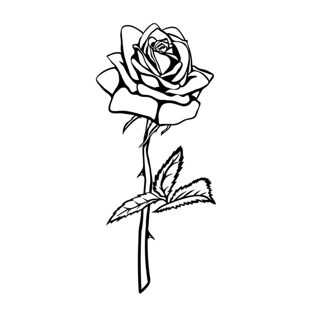Rose sketch. - Vecteur, image