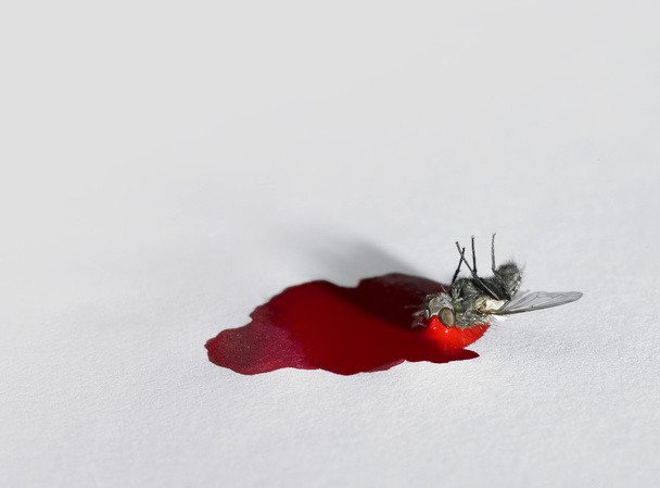 Distend muerto de una mosca
 - Foto, Imagen