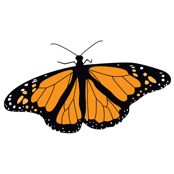 Monarchvlinder - Vector, afbeelding