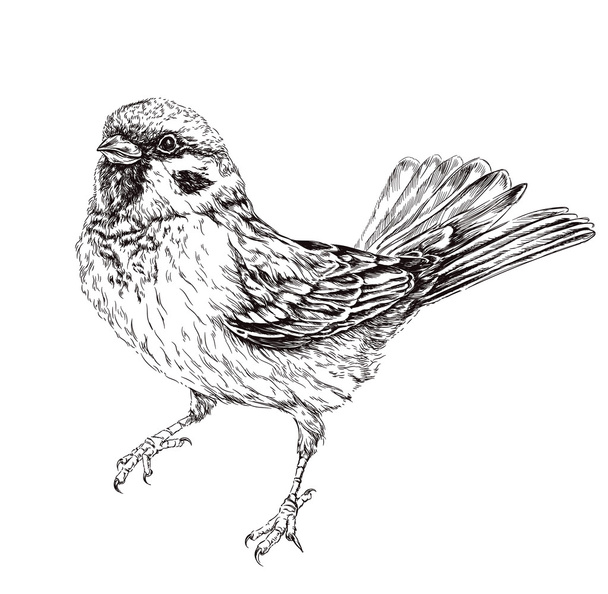 sketch realistic Sparrow - Vektor, Bild