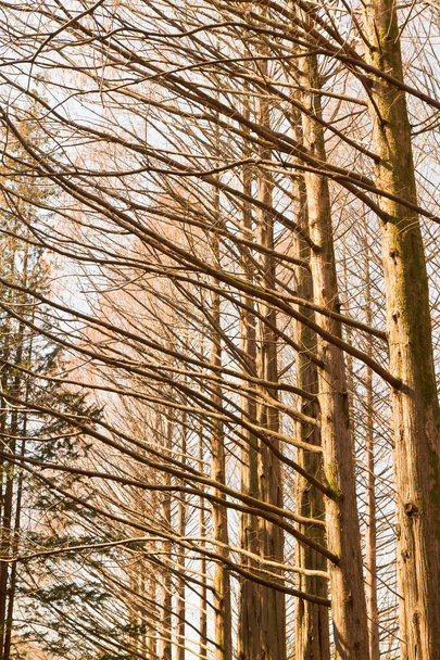 çam ağaçları doku - Fotoğraf, Görsel