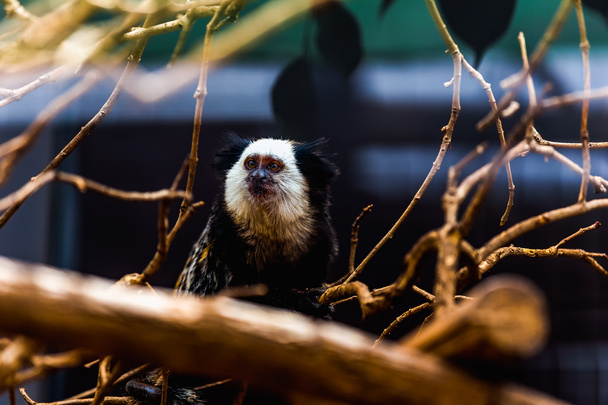 macaco capuchinho-de-cara-branca
 - Foto, Imagem