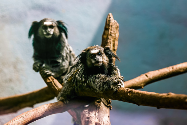 Monkeys black-tufted marmoset - Fotografie, Obrázek