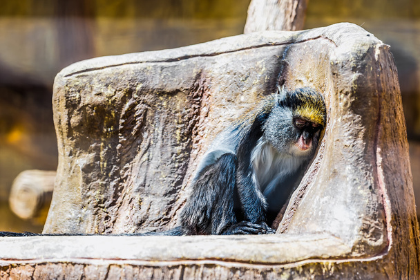 Affe im Zoo - Foto, Bild