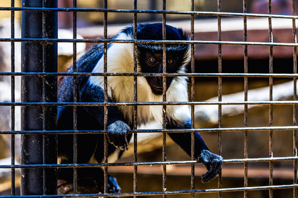 Scimmia che guarda attraverso la cella dello zoo
 - Foto, immagini