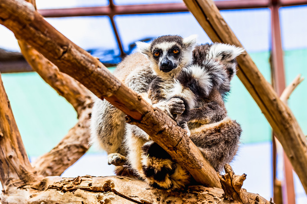 Lemur on tree branch - Foto, Imagem