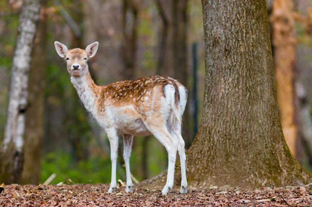 Fawn in the forest - Photo, Image
