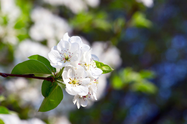 closeup of the pear blossom in spring - Photo, Image
