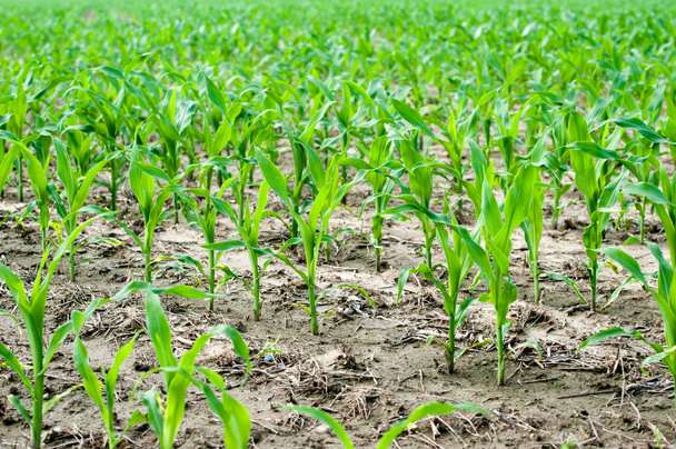 Close up corn field - Photo, Image