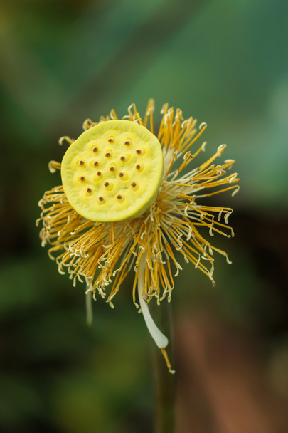 Lotus pollen - Фото, изображение