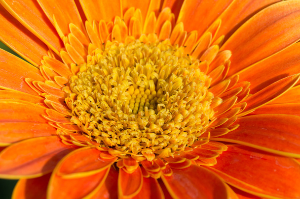 orange gerbera flower in garden, close-up image - Фото, зображення