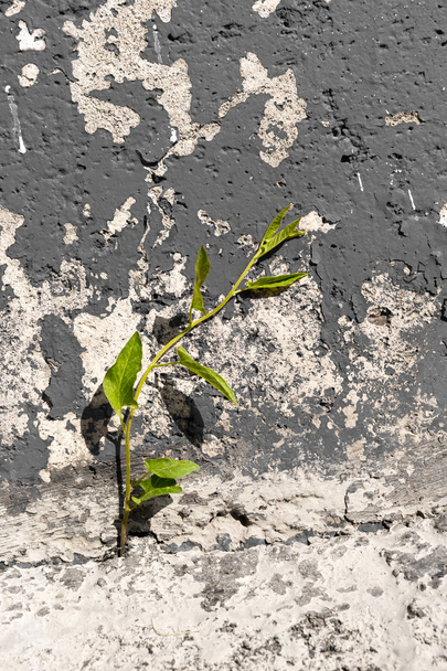 Plant Growing uit beton - Foto, afbeelding