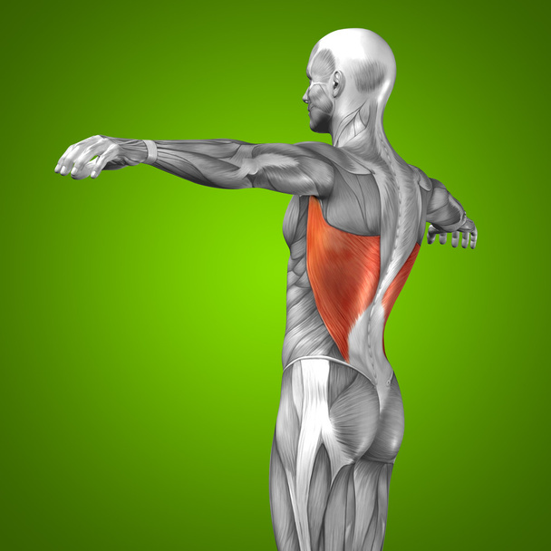 3D terug menselijke anatomie en spier - Foto, afbeelding