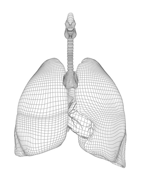 anatomical human man 3D respiratory system - Photo, Image