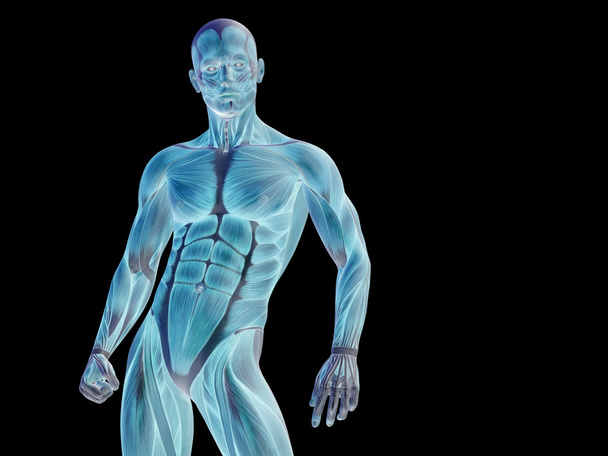 kräftiger Mann 3d Anatomie Oberkörper - Foto, Bild