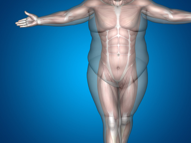 3D grasso sovrappeso vs dieta slim fit
 - Foto, immagini
