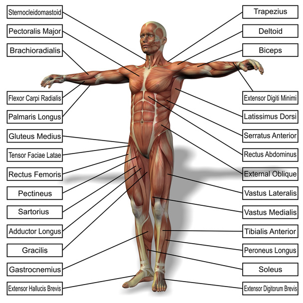Anatomía humana o masculina en 3D
 - Foto, Imagen