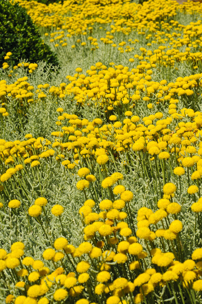 Field of gray santolina (Santolina Chamaecyparissus) flowers - Photo, Image
