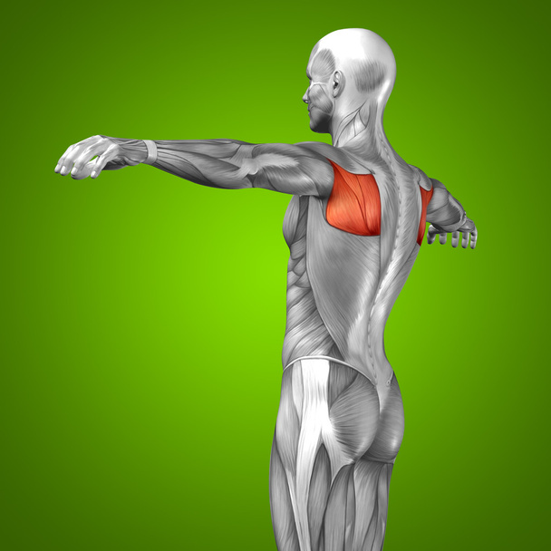 3D πίσω ανθρώπινη ανατομία και μυών - Φωτογραφία, εικόνα