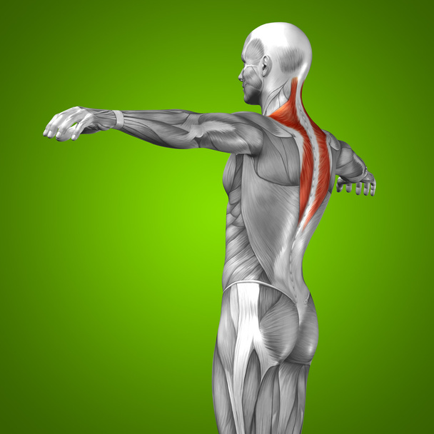 3D powrót ludzkiej anatomii i mięśni - Zdjęcie, obraz