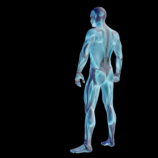 άνθρωπος με μυών για την ανατομία - Φωτογραφία, εικόνα