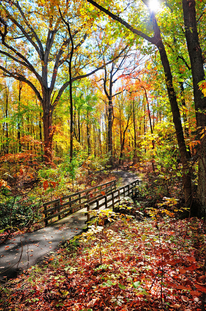 メリーランド州の秋の間に美しい歩道橋 - 写真・画像