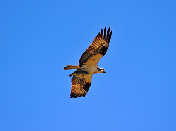 Osprey repülő hal - Fotó, kép