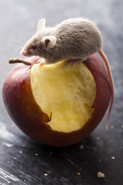 Rode appel en muis - Foto, afbeelding