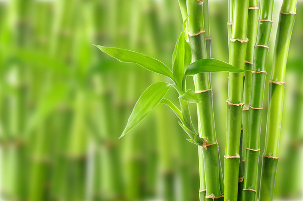 Bamboo background with copy space - Zdjęcie, obraz
