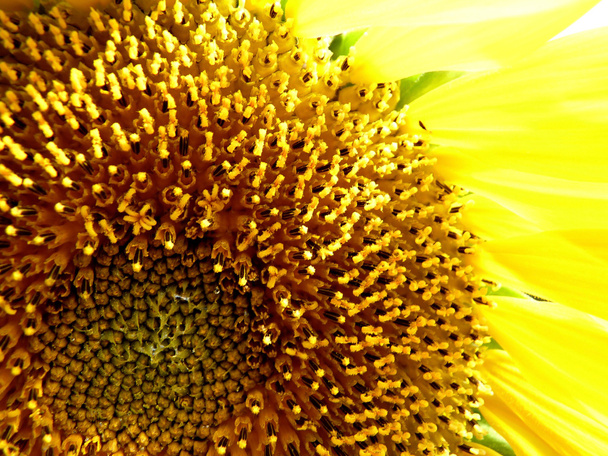 Auringonkukan ydin
 - Valokuva, kuva