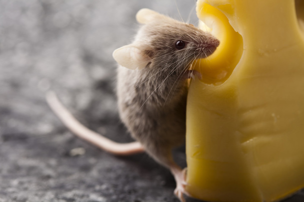 τυρί και το ποντίκι - Φωτογραφία, εικόνα