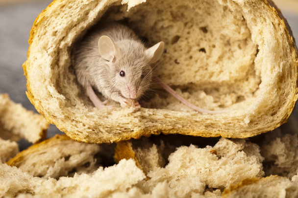 Bread and mouse - Photo, Image