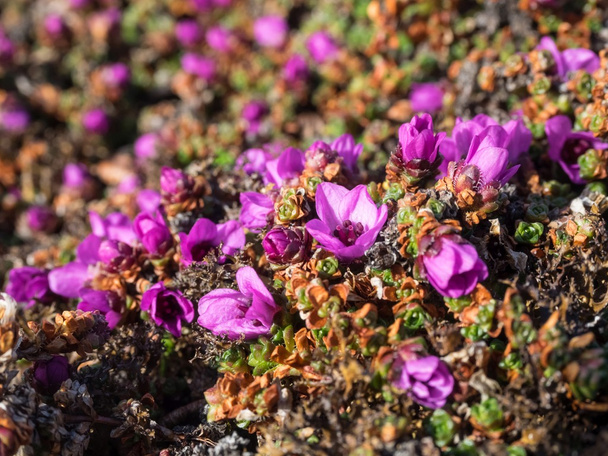 Purple Saxifraga - spring in the Arctic - Photo, Image