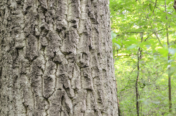 oak bark background texture  - Foto, Bild