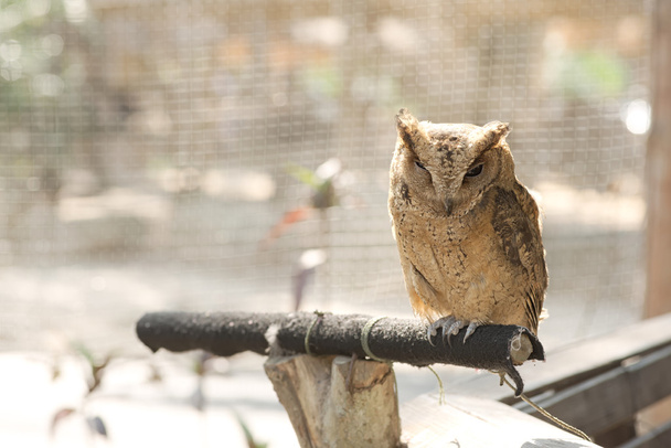 Tied owl pet standing on log inside net in the garden - Photo, Image